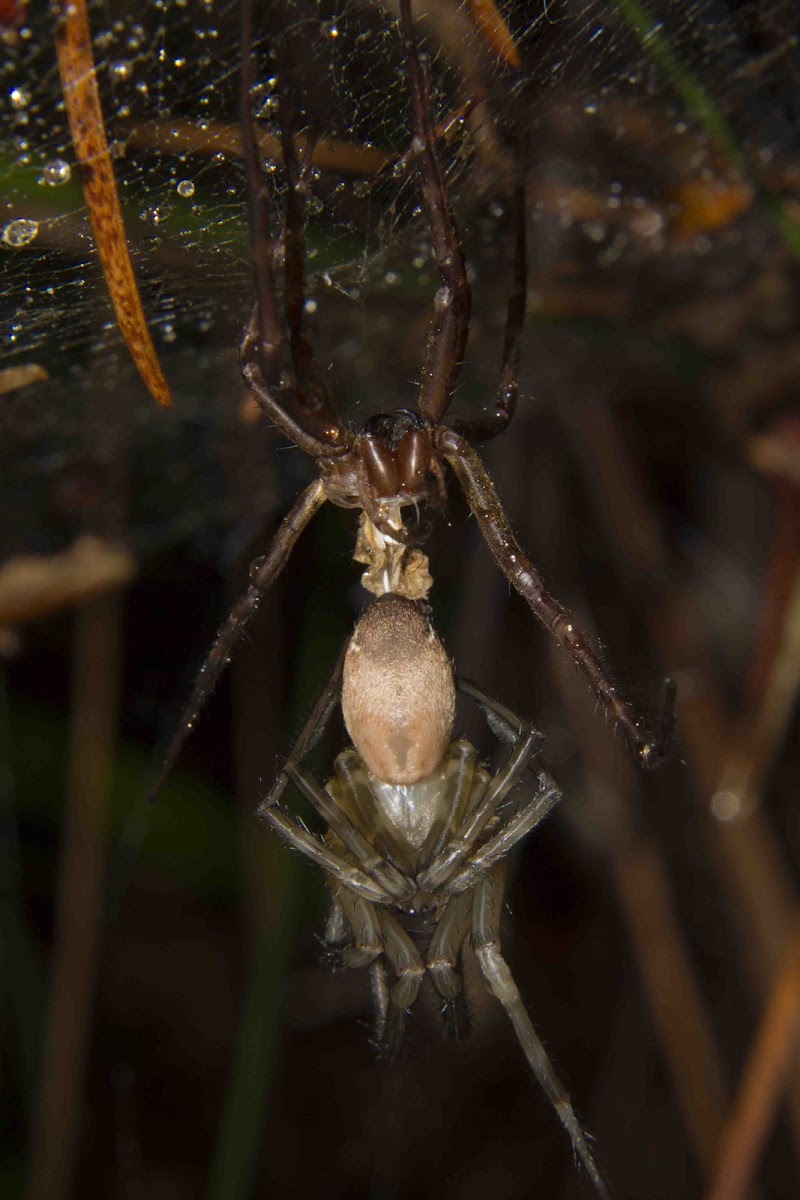 Nurseryweb Spider