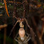 Nurseryweb Spider