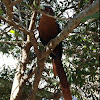 Chestnut-breasted Malkoha