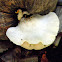 fungus on coconut