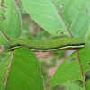 Caterpillar of Mottled Emigrant