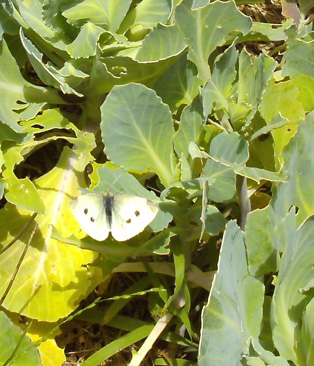 white cabbage butterfly