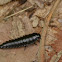 American Carrion Beetle larva
