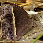 Common bush brown