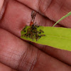 leafbeetle larvae and parasitoid wasp