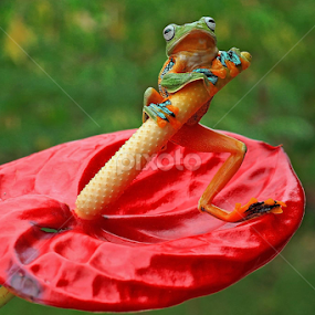 by Benny Sugiarto Eko Wardojo - Animals Amphibians