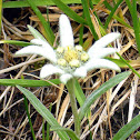 Edelweiss