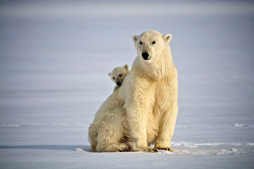 Svalbard-polar-bear-watching - The polar bears are just as curious of the guests of Hurtigruten Fram cruise as they are.