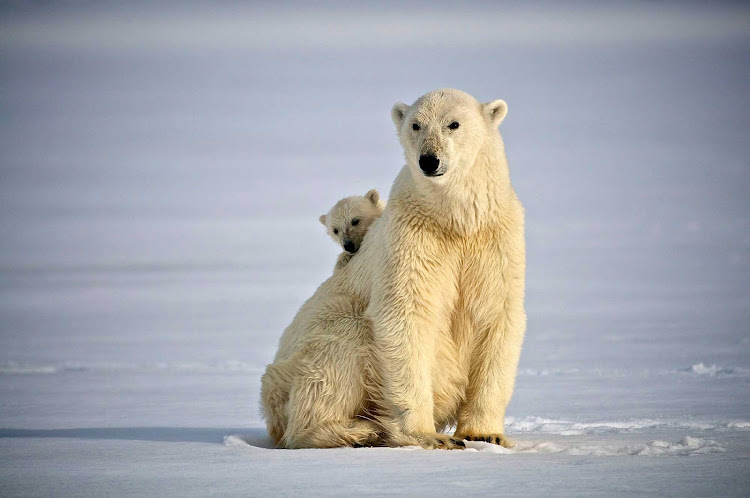 The polar bears are just as curious of the guests of Hurtigruten Fram cruise as they are.