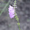 Wild Foxglove or Prairie Penstemon