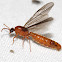 Army Ant (winged male)