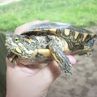 Trachemys adiutrix