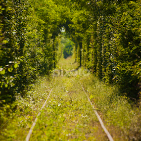 Tunnel of Love by Daniel Budau - Landscapes Travel