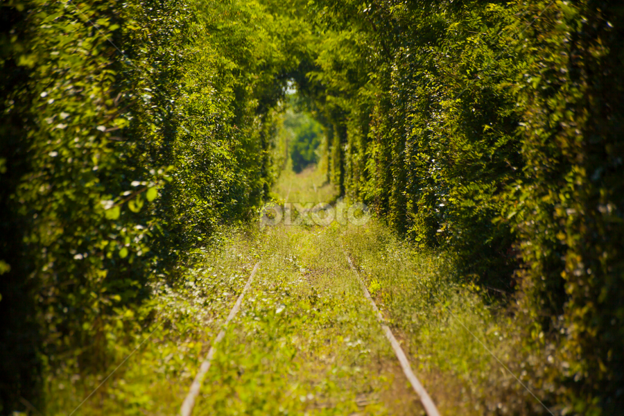 Tunnel of Love by Daniel Budau - Landscapes Travel