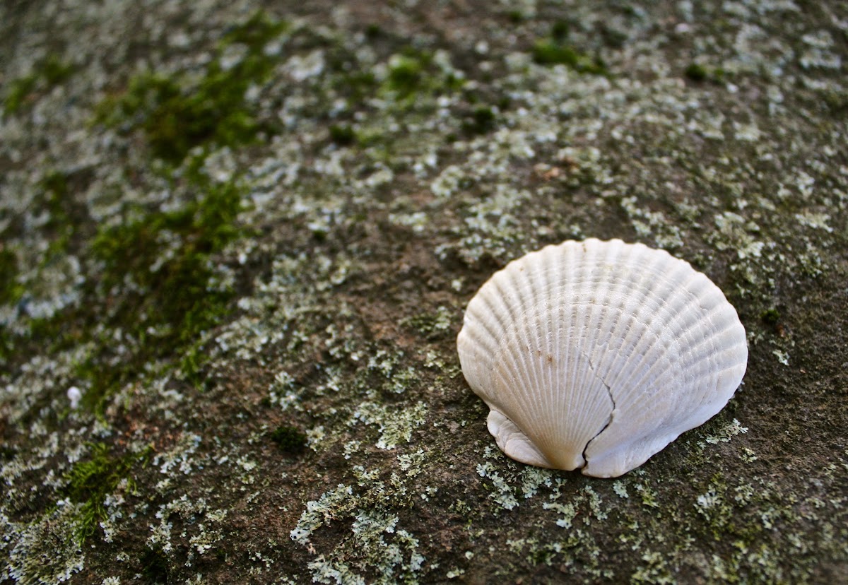 Misplaced Scallop Shell