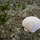 Misplaced Scallop Shell