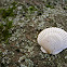 Misplaced Scallop Shell