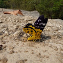 False tiger moth