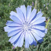 Chicory (Wildflower)