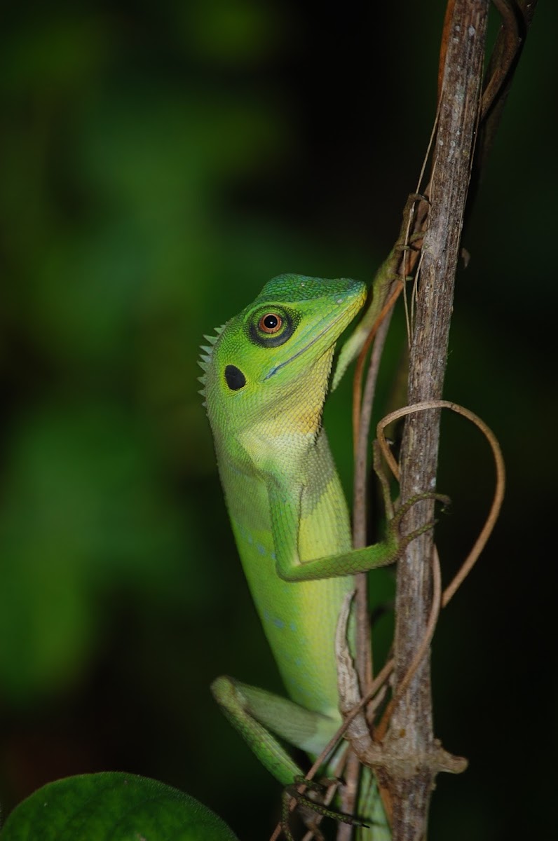 green crested lizard