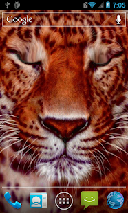How to get Beautiful tiger live paper lastet apk for laptop