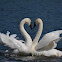 Trumpeter Swans