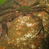 Kelp crab