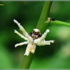 Ricaniid Planthopper (Nymph)