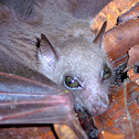 Little collared Bat