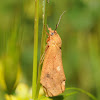 Virbia moth