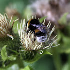 White-tailed bumblebee
