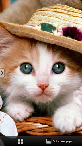 Cute Cats Wallpapers1-mobile