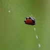 Spiny Orbweaver Spider