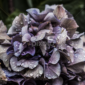 Untitled by Anthony Papa - Flowers Flower Gardens