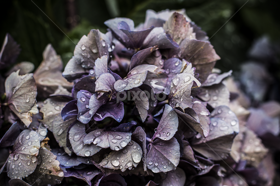 Untitled by Anthony Papa - Flowers Flower Gardens