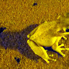 Cuban tree Frog