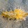 Liebre de mar andrajosa. Ragged sea hare