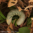 Death’s-head Hawk Moth (caterpillar)