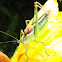 Speckled bush-cricket (adult)