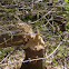 Beaver-cut tree