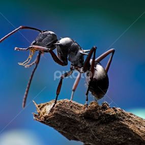 Black Ant by Percy Photography - Animals Insects & Spiders