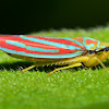 Red-Banded Leafhopper