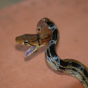 Radiated Rat Snake