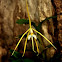 Epidendrum Orchid species