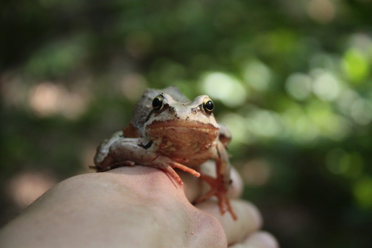 Common frog - skokan hnědý