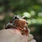 Common frog - skokan hnědý
