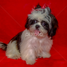 Mel by Francisco Andrade - Animals - Dogs Portraits