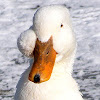 White Pekin Ducks
