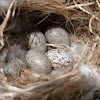 House sparrow (nest & eggs + cowbird egg)