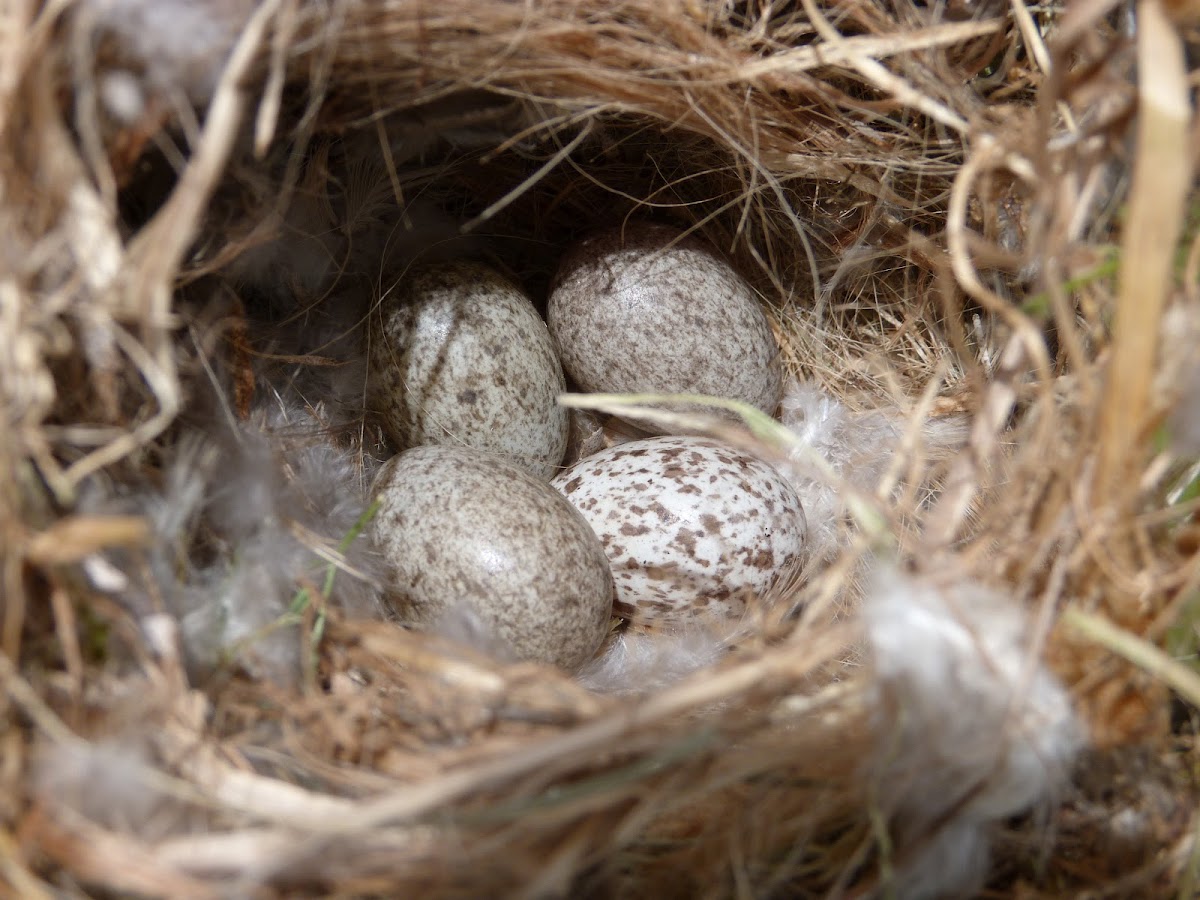 House Sparrow nest Eggs Cowbird Egg Project Noah